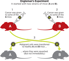 Engleman infographic