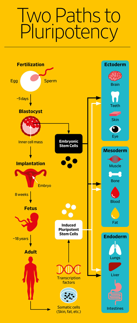 An infographic showing two ways to produce pluripotent cells. The first is for a sperm and an egg to form a blastocyst 5 days after fusion. The blastocyst naturally produces embryonic stem cells. The second pathway is to take adult somatic cells, and use certain transcription factors on them. This produces induced pluripotent stem cells.